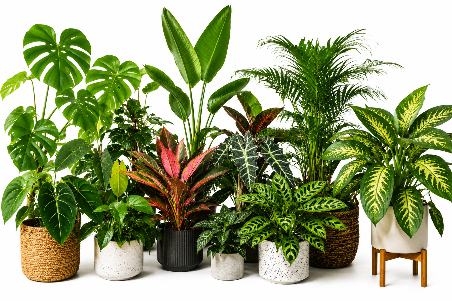 Plants for Sale
