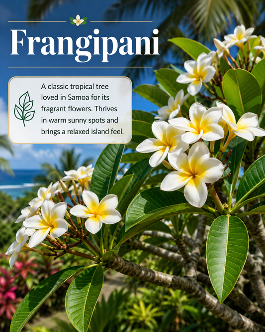 Frangipani