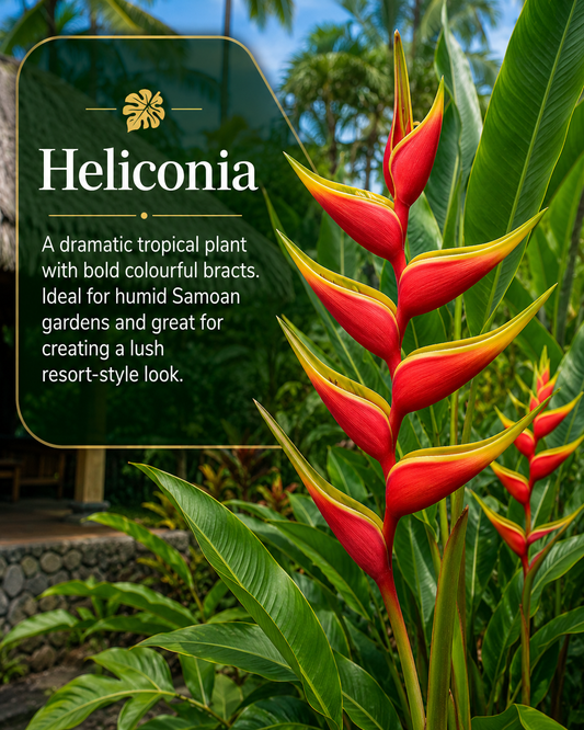 Heliconia