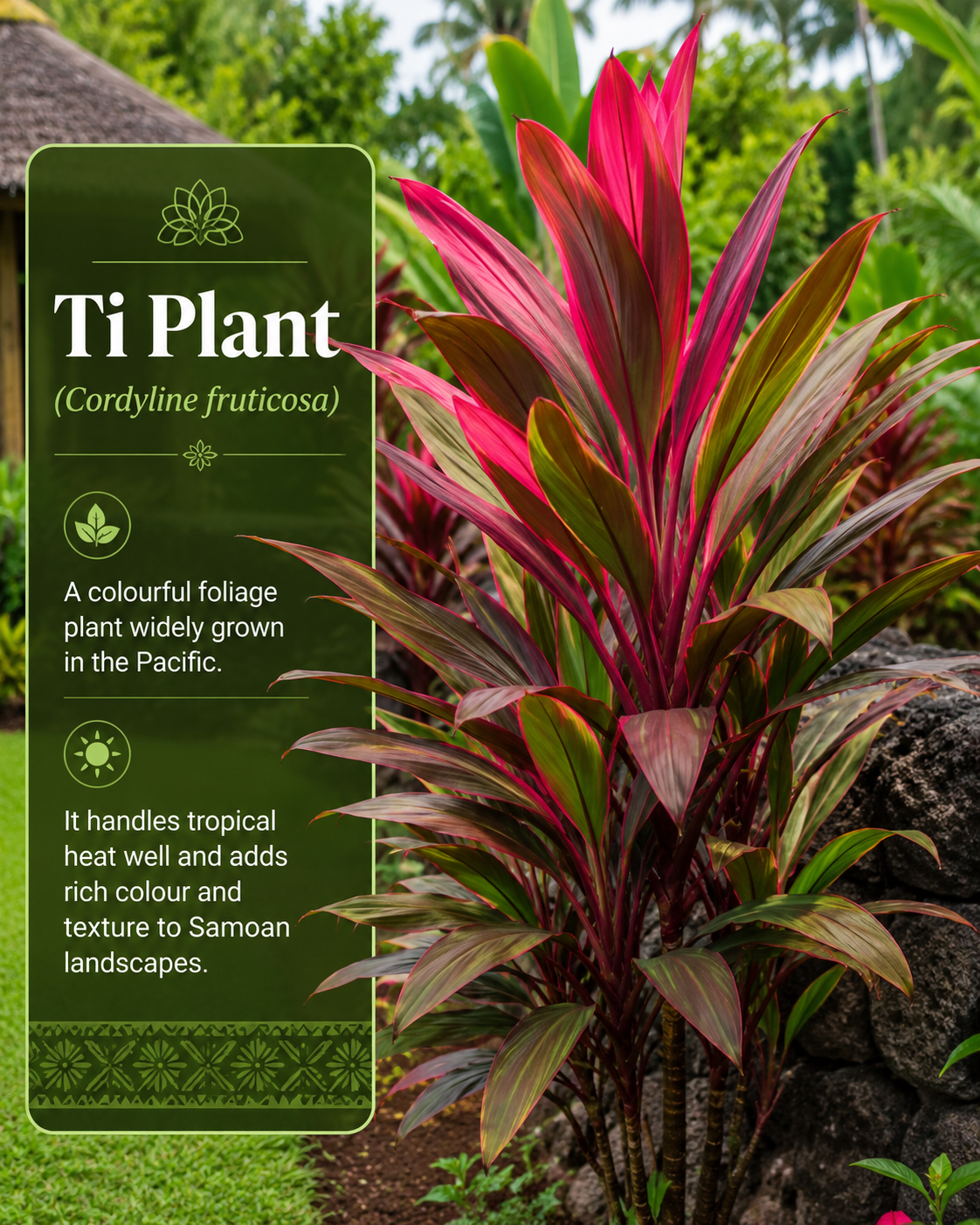 Ti Plant