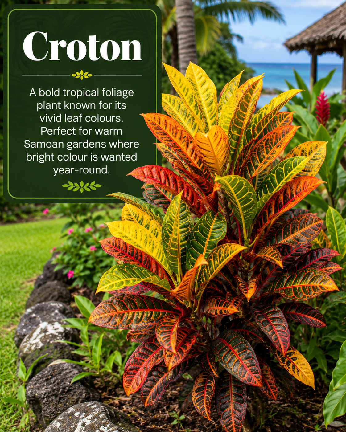 Croton