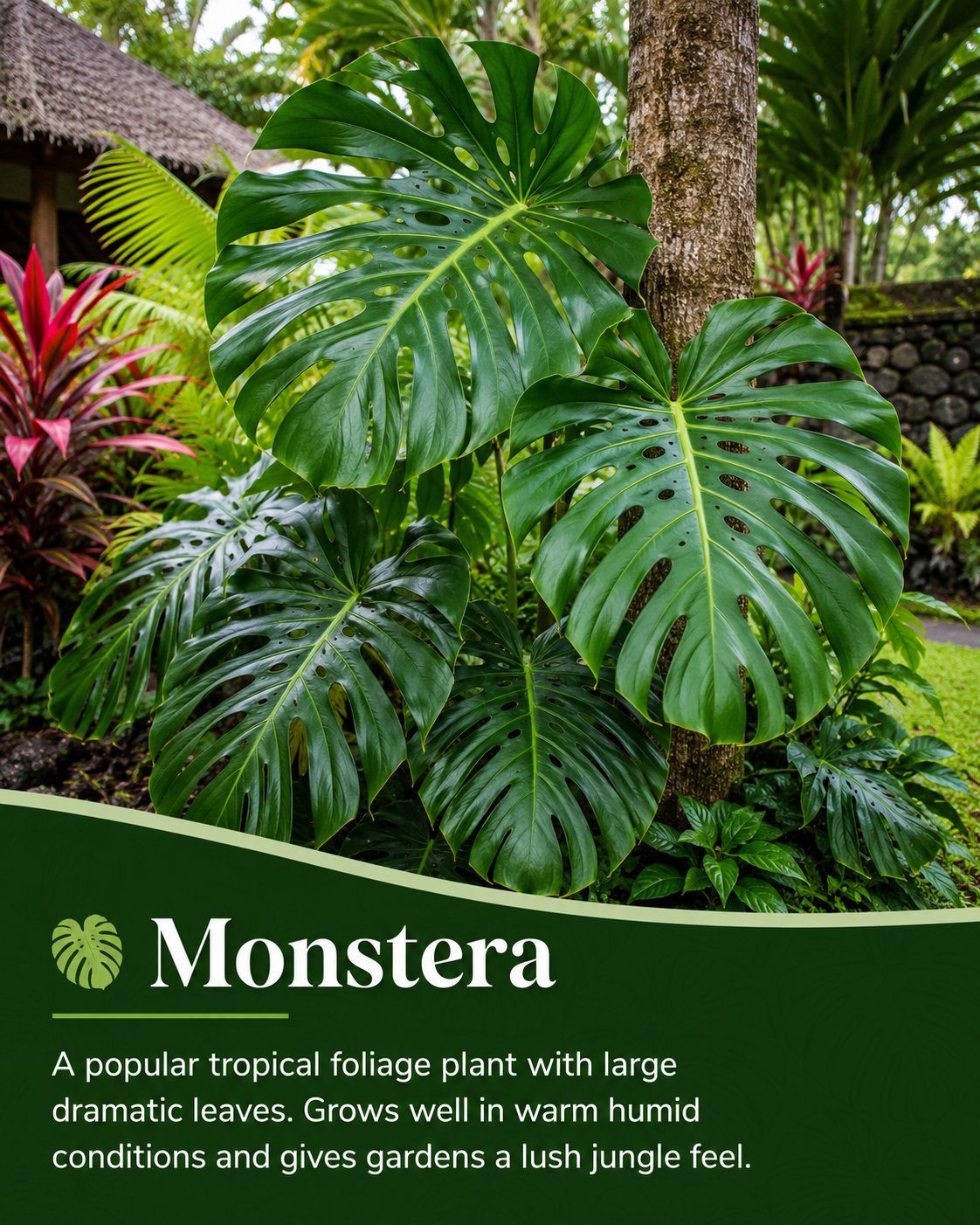 Monstera