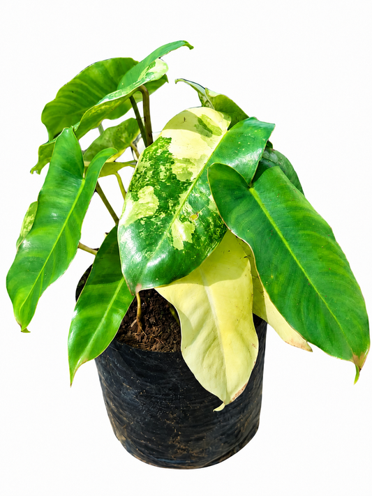 Philodendron Burle Marx