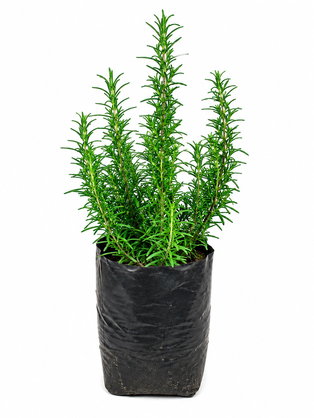 Rosemary